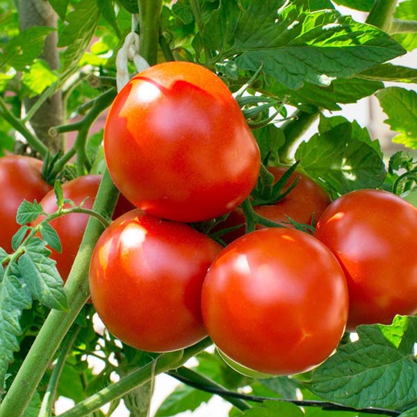 Chăm bón cây cà chua